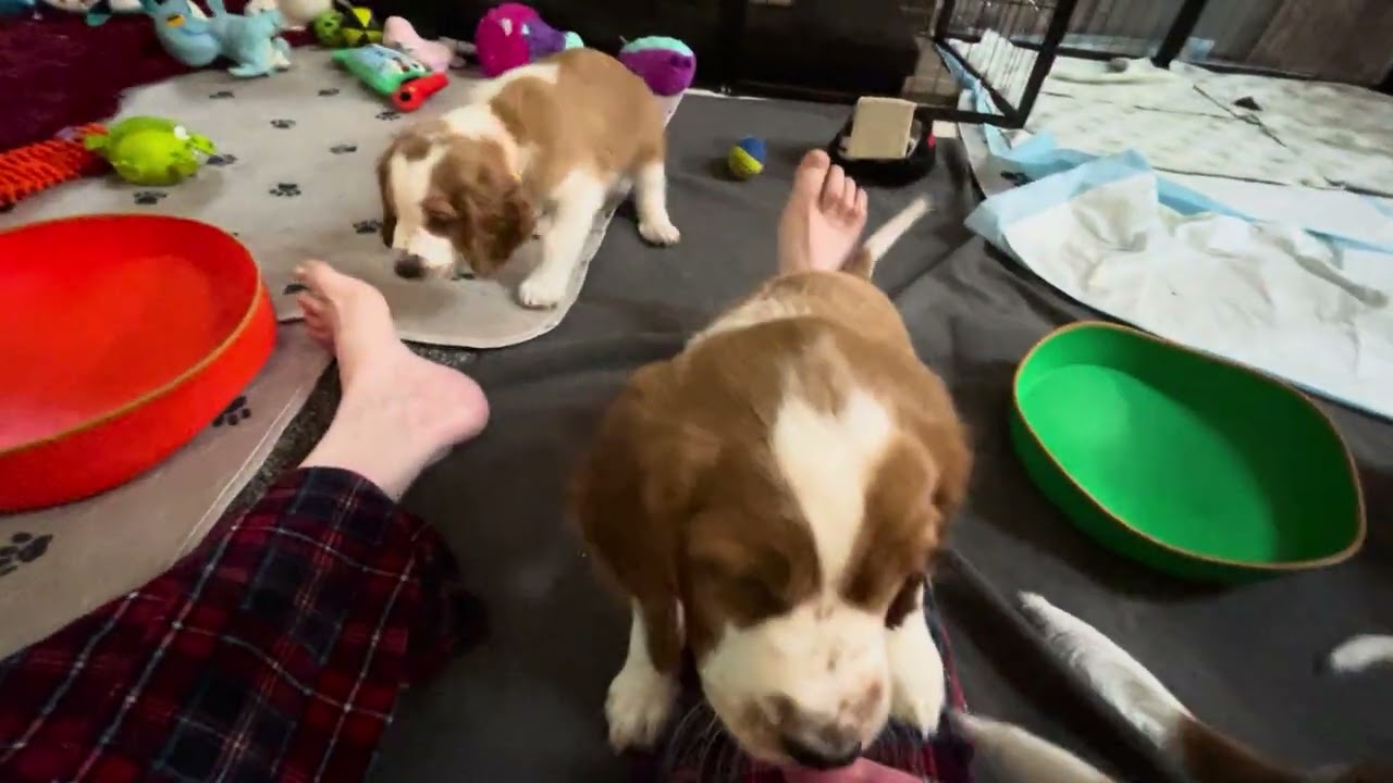 Treat training #dogvideos #puppyvideos #cutepuppyvideos #puppytraining #dogsofyoutube #puppylove 