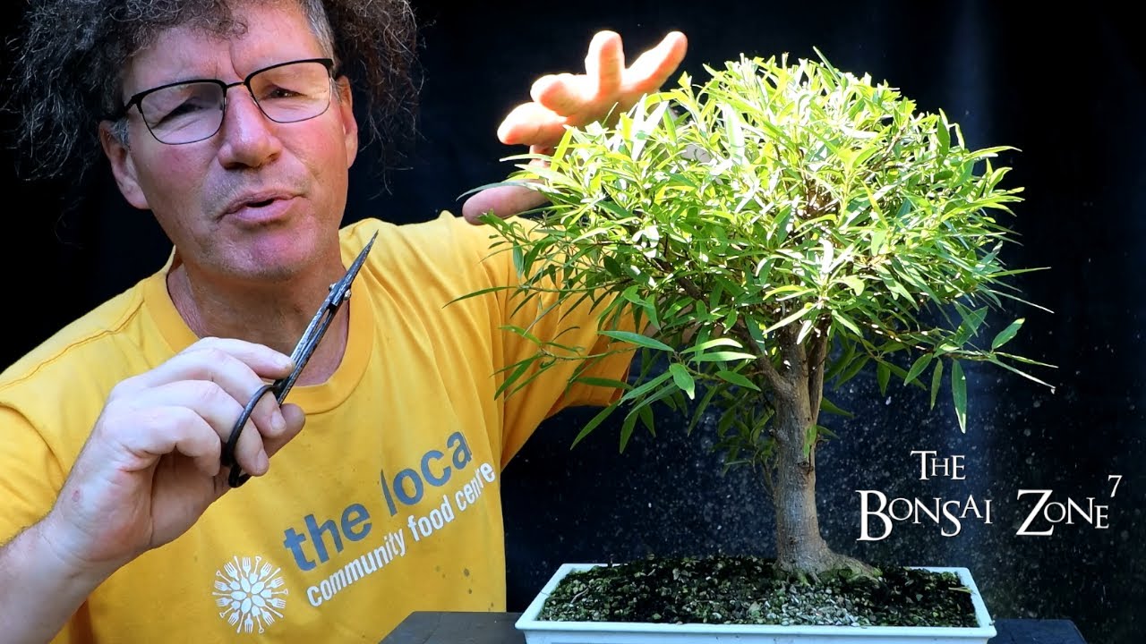 New Baobab Seeds, My Willow Leaf Ficus and More, The Bonsai Zone, Aug 2020