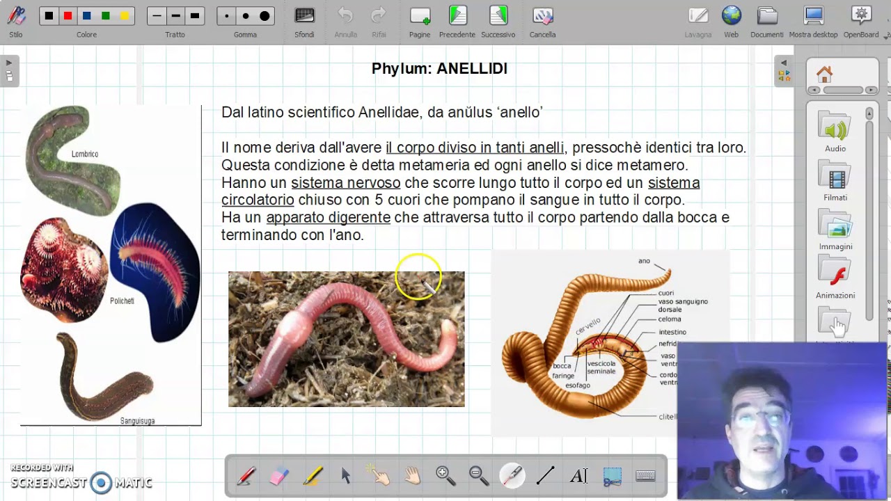Gli invertebrati
