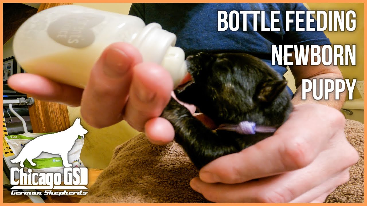 Bottle Feeding Newborn Puppies How To Stimulate Puppy To Poop and Pee with 3 Day Old German Shepherd
