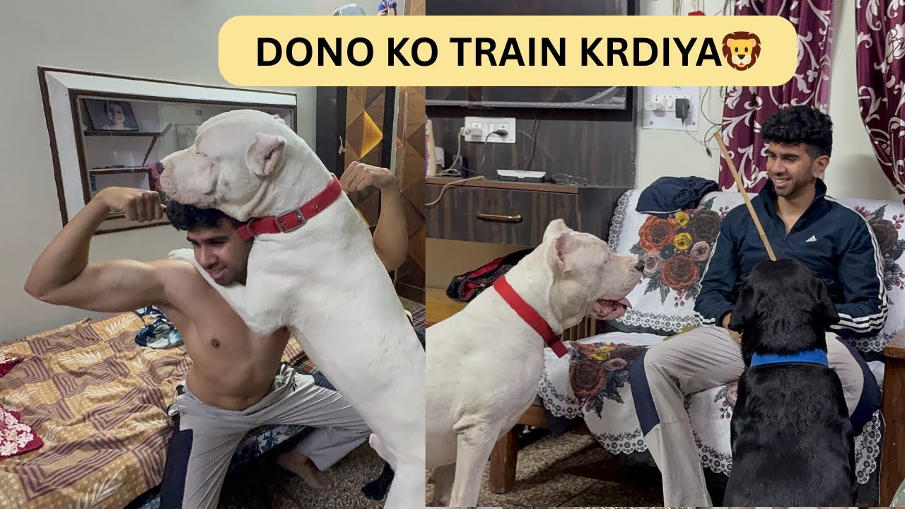 Dog training mene dono ko 😍 #fyp 