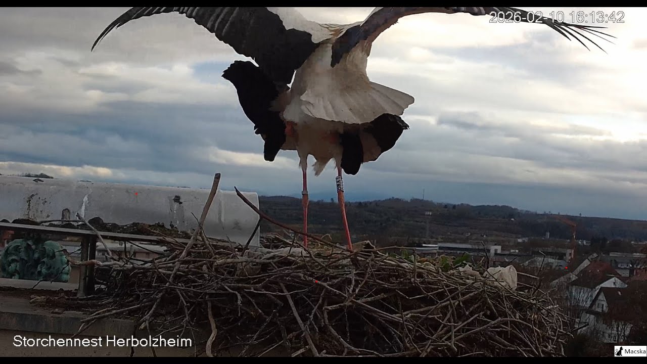 Herbolzheim – Die kleine, hübsche französische Mama ist da! Paarung