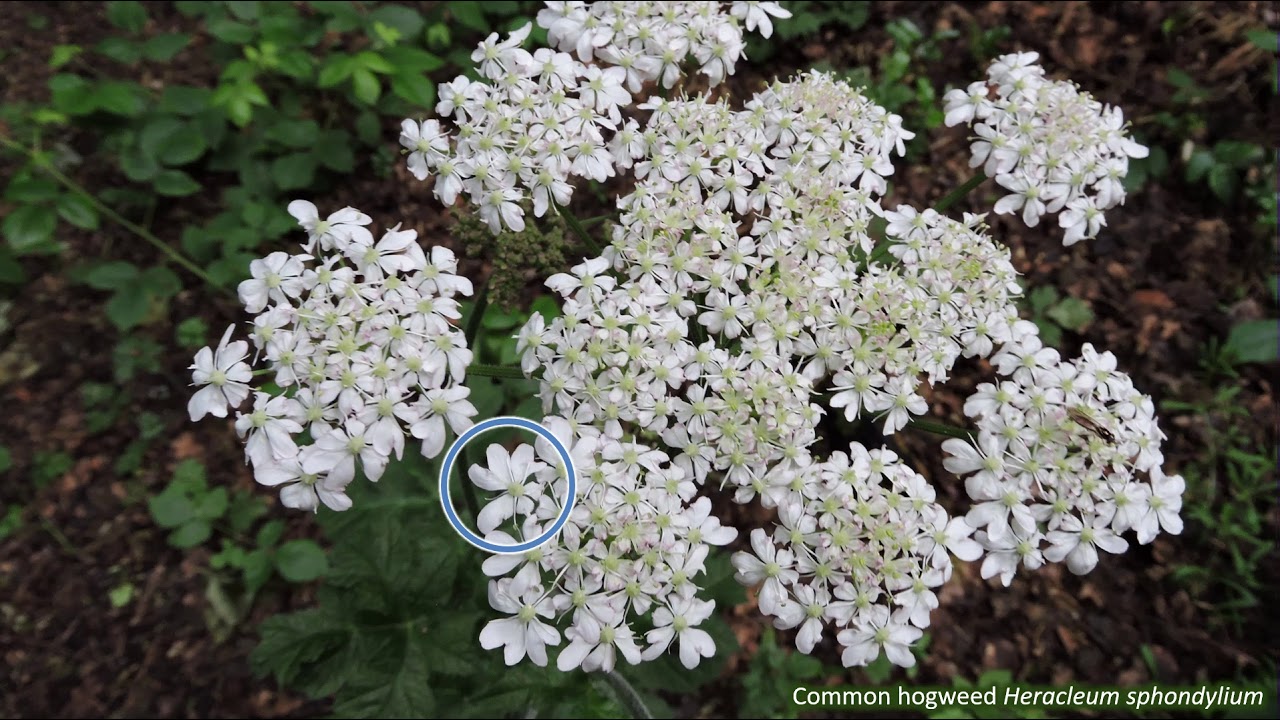 Apiaceae - UK wildflowers - Five-minute families