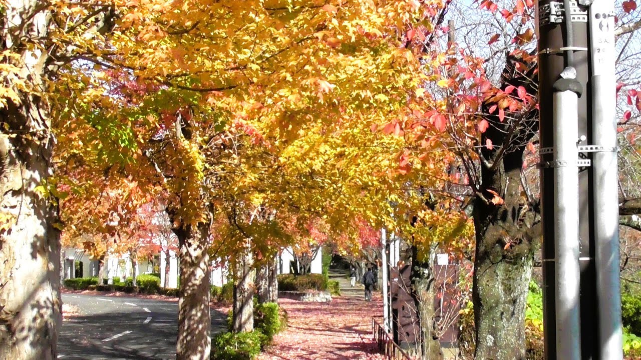 飯能にある、秋の美杉台へ紅葉狩りへ　2025年11月