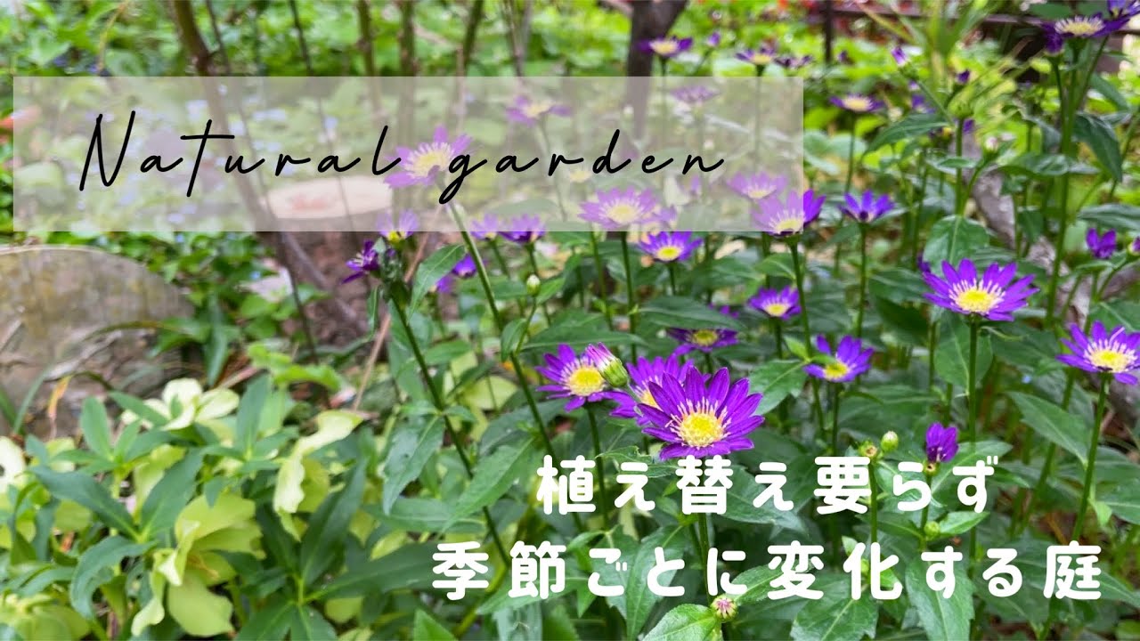 春から秋まで草花が絶えない庭づくり🌿来春に向けて秋にやっておく作業、おすすめの宿根草！