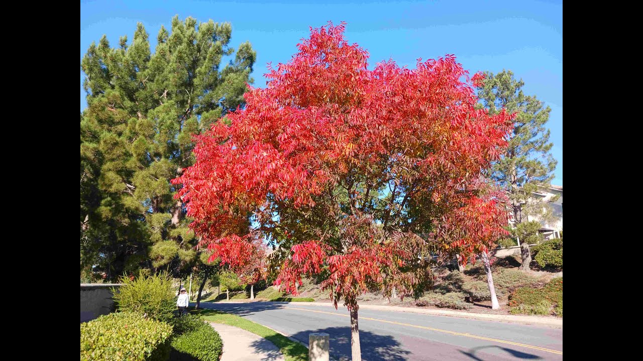 Autumn Foliage Tour, Orange County, CA