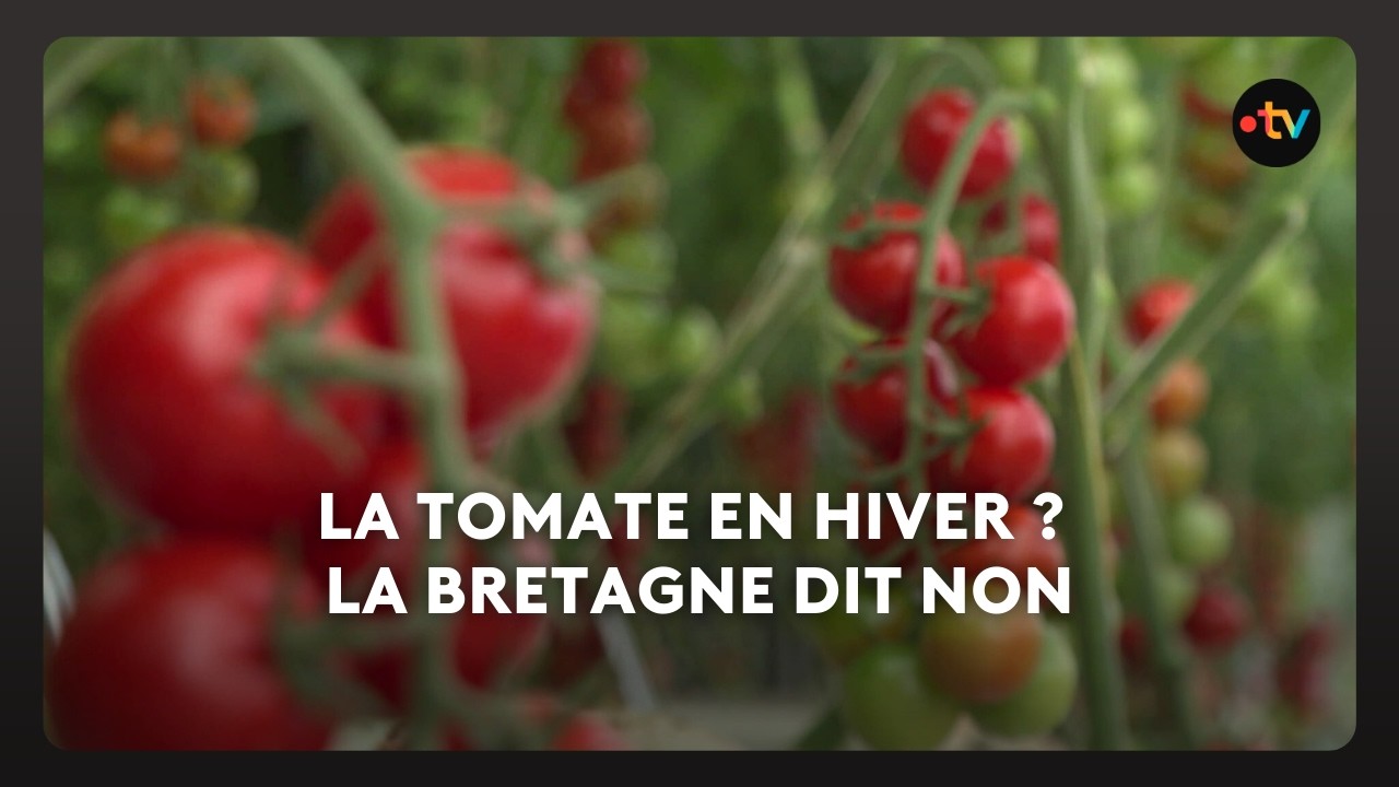 Des restaurateurs et agriculteurs bio de Bretagne disent non aux tomates dans les menus, en hiver