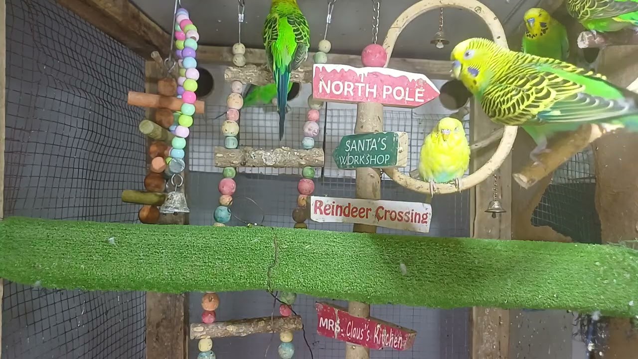 10 Facts About Parrots You Didn’t Know!