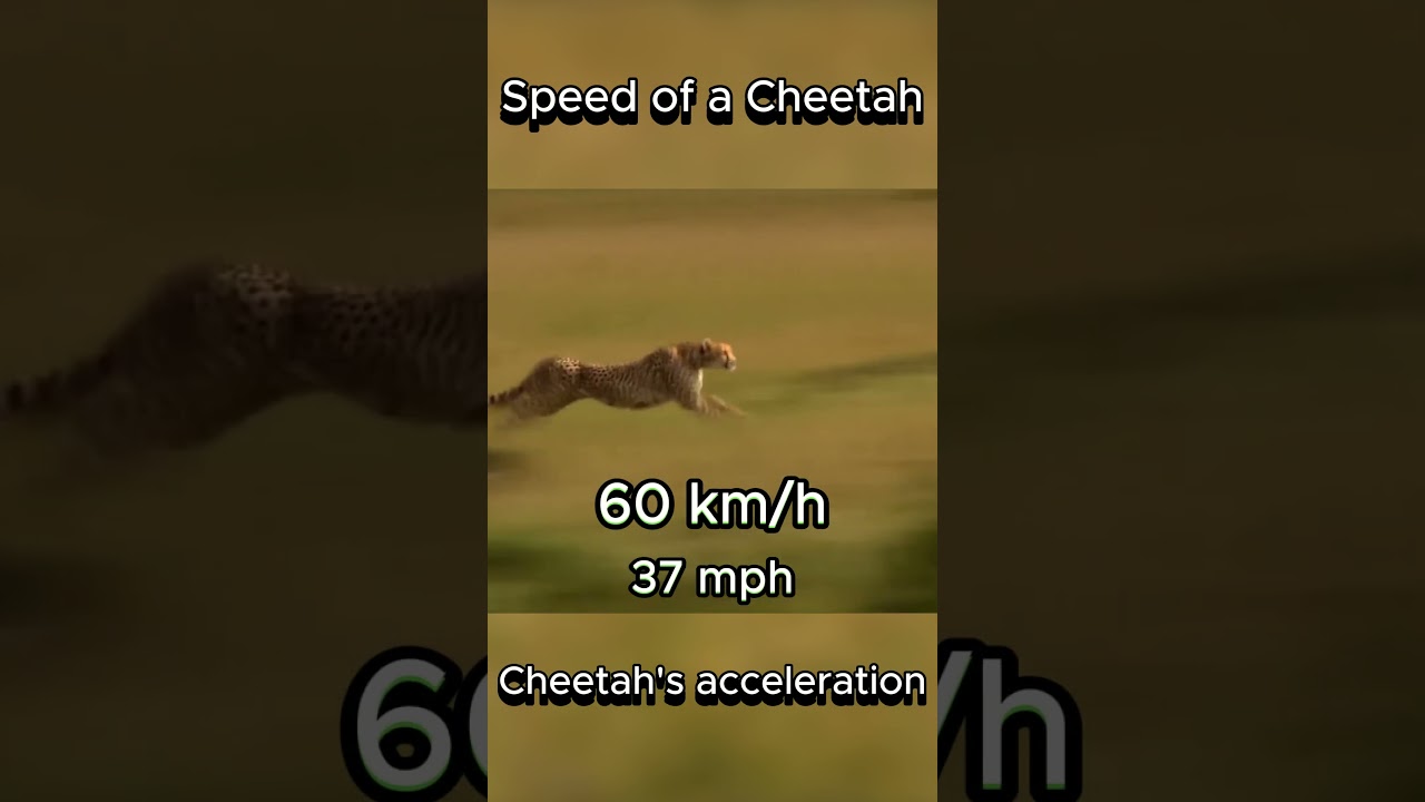 Speed of a Cheetah | Acceleration 0-120 km/h #cheetah #speed #animals