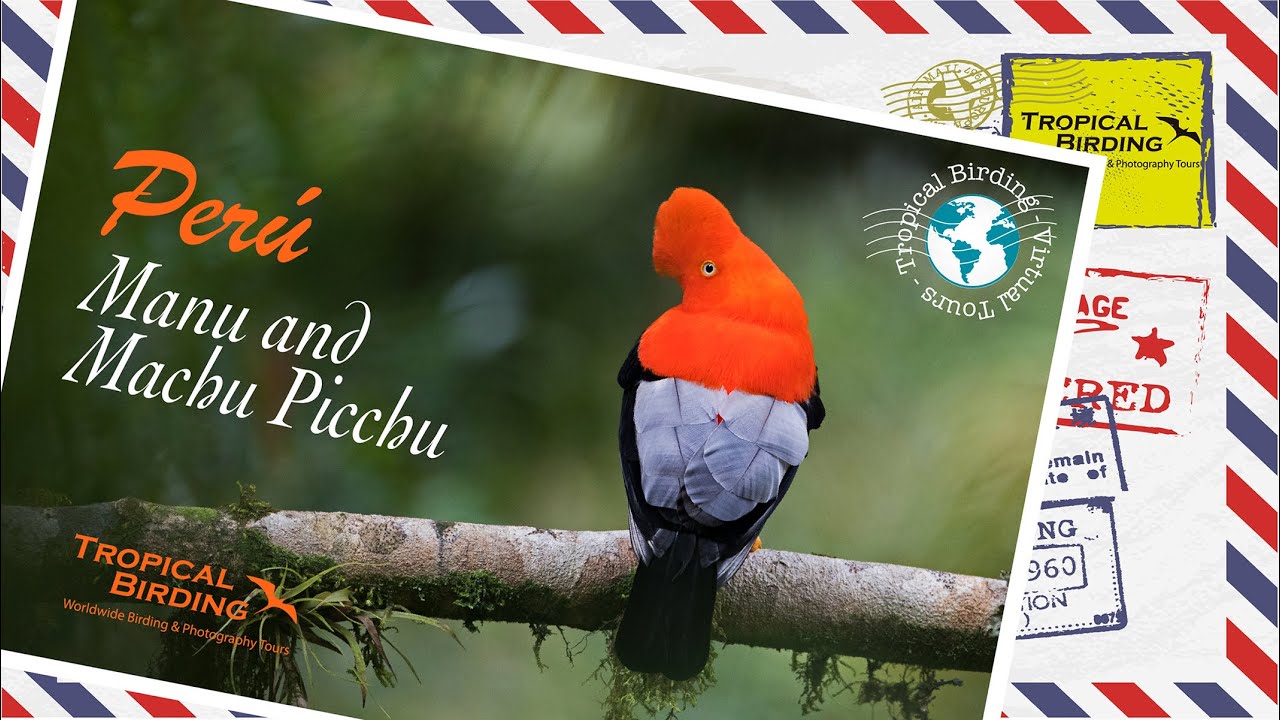 Tropical Birding Virtual Tour of Southern Peru by Jose Illanes