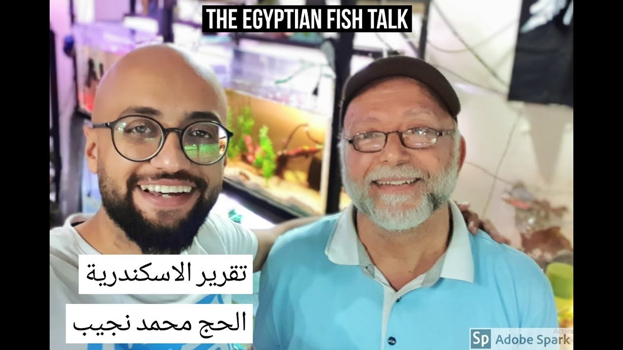 تقرير الاسكندرية - الحج محمد نجيب