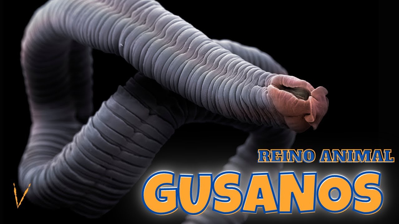 REINO ANIMAL - GUSANOS