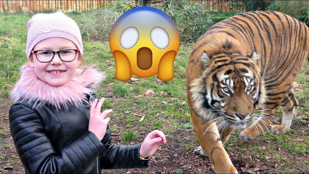 GROŹNY TYGRYS - ZOO I AFRYKARIUM WE WROCŁAWIU