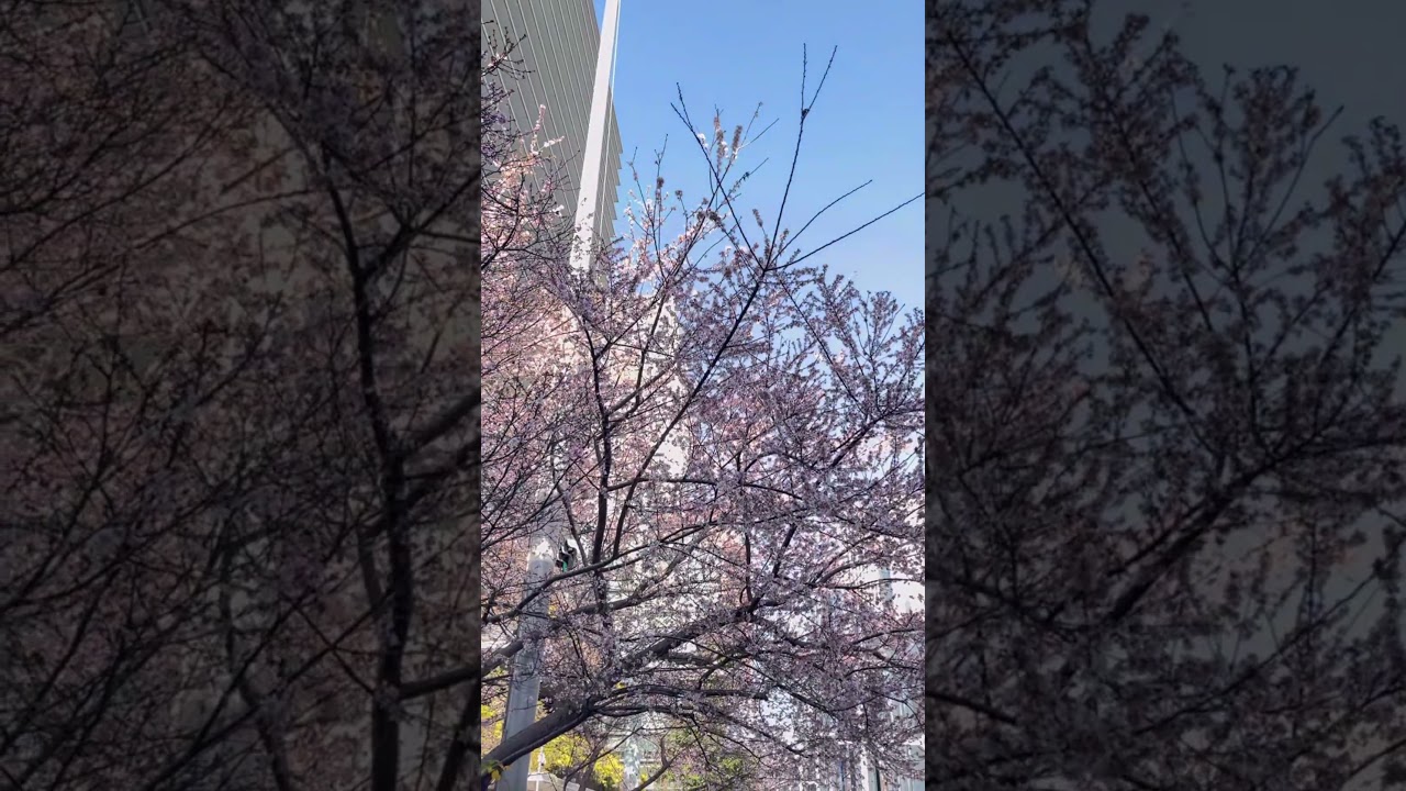 What? Sakura in January? 