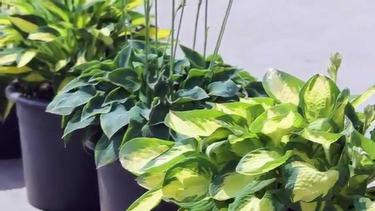 Culture des hostas