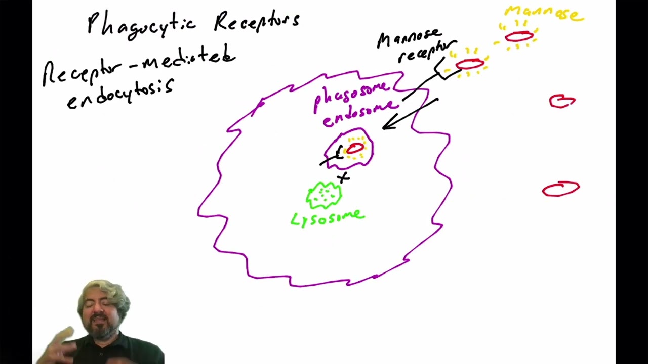 Macrophages