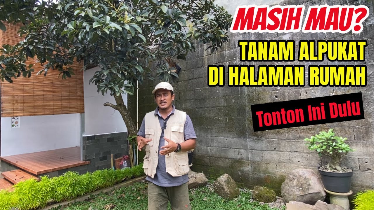 🌿 Alpukat Cepat Berbuah di Halaman Rumah | Tips Menanam Alpukat Grafting agar Tidak Tumbang!