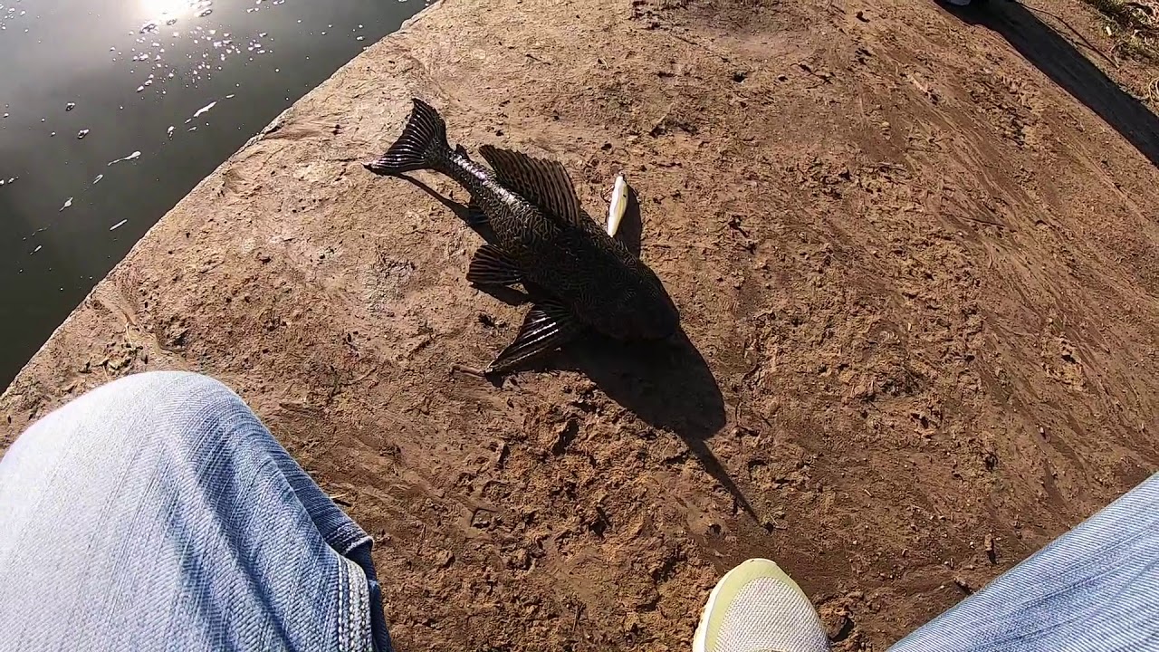 Catching Zombie Bass, Rare Blue Crawfish, and Pleco's at Lake Balboa