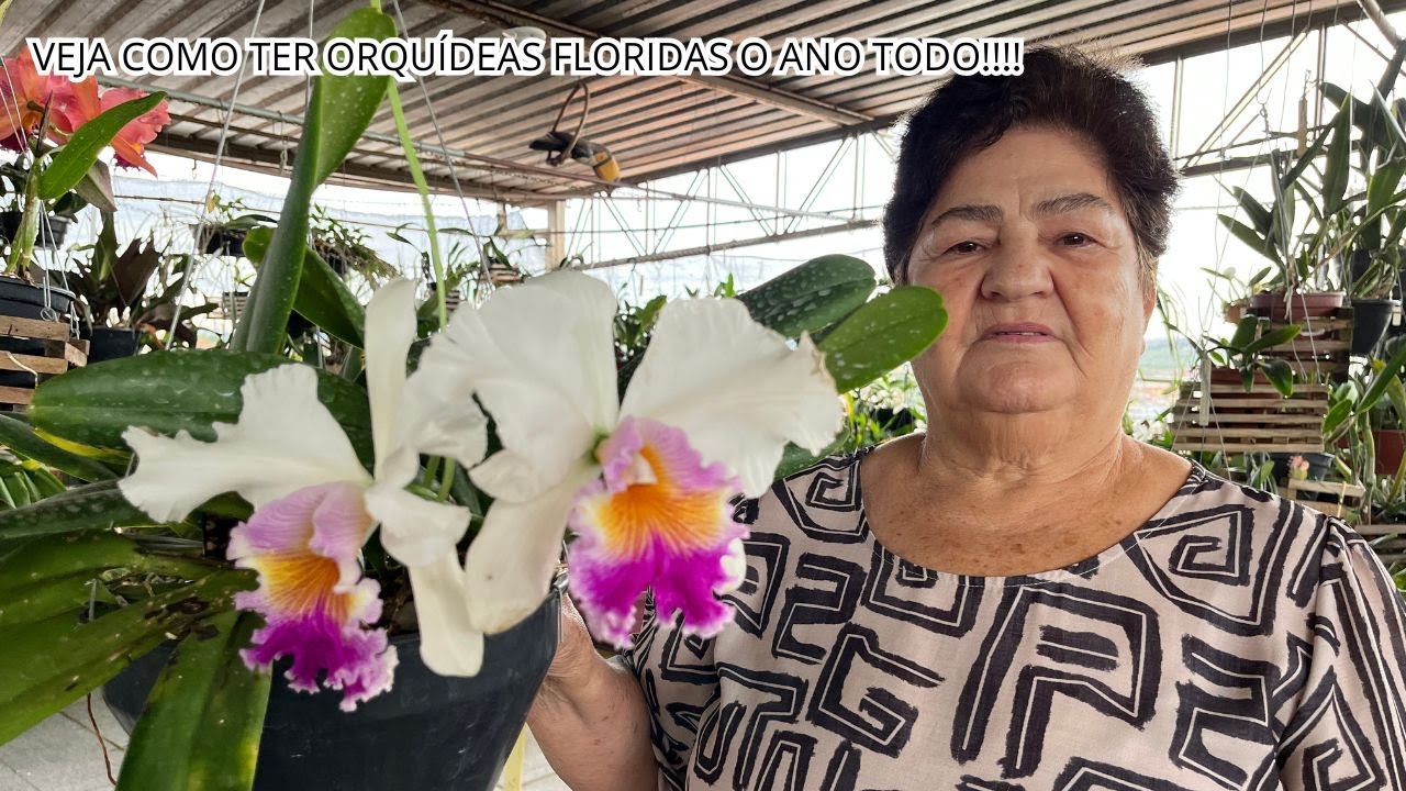 VOCÊ SABE COMO DEIXAR SUAS ORQUÍDEAS BONITAS ASSIM ? HOJE VAMOS TE ENSINAR O PASSO A PASSO .