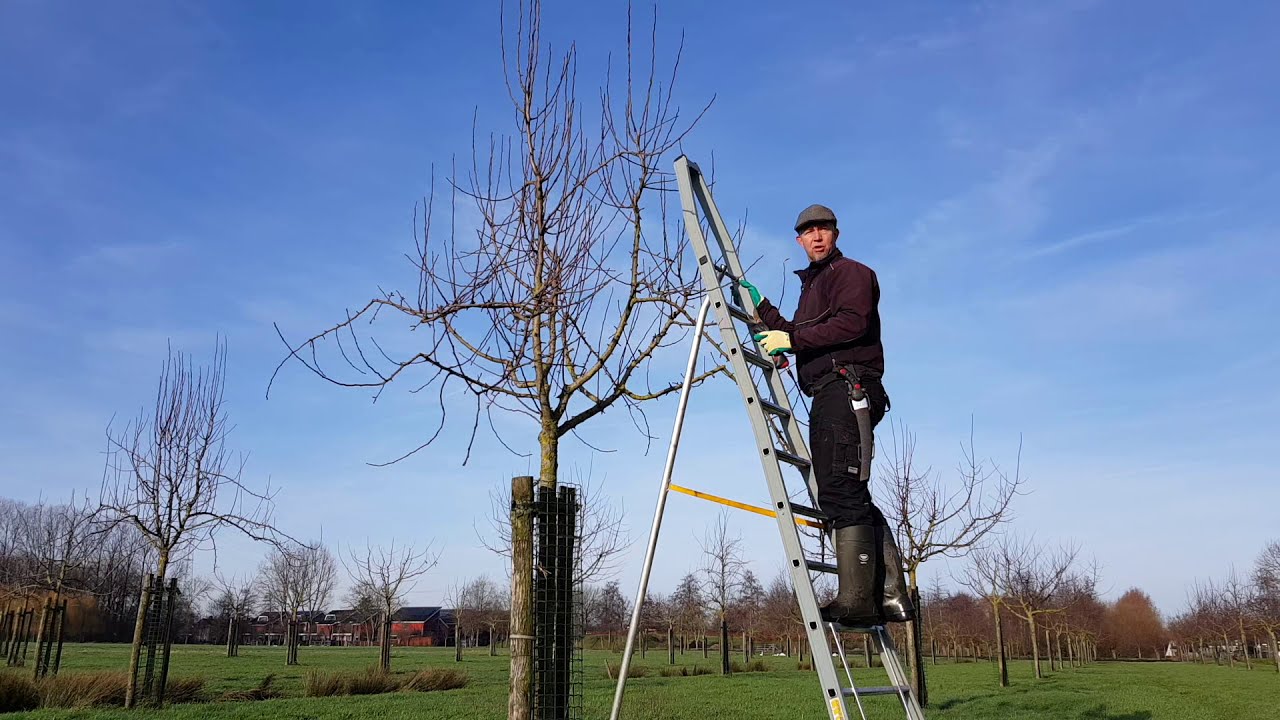 Fruitbomen voor iedereen # 1 Wintersnoei van een jonge hoogstamboom