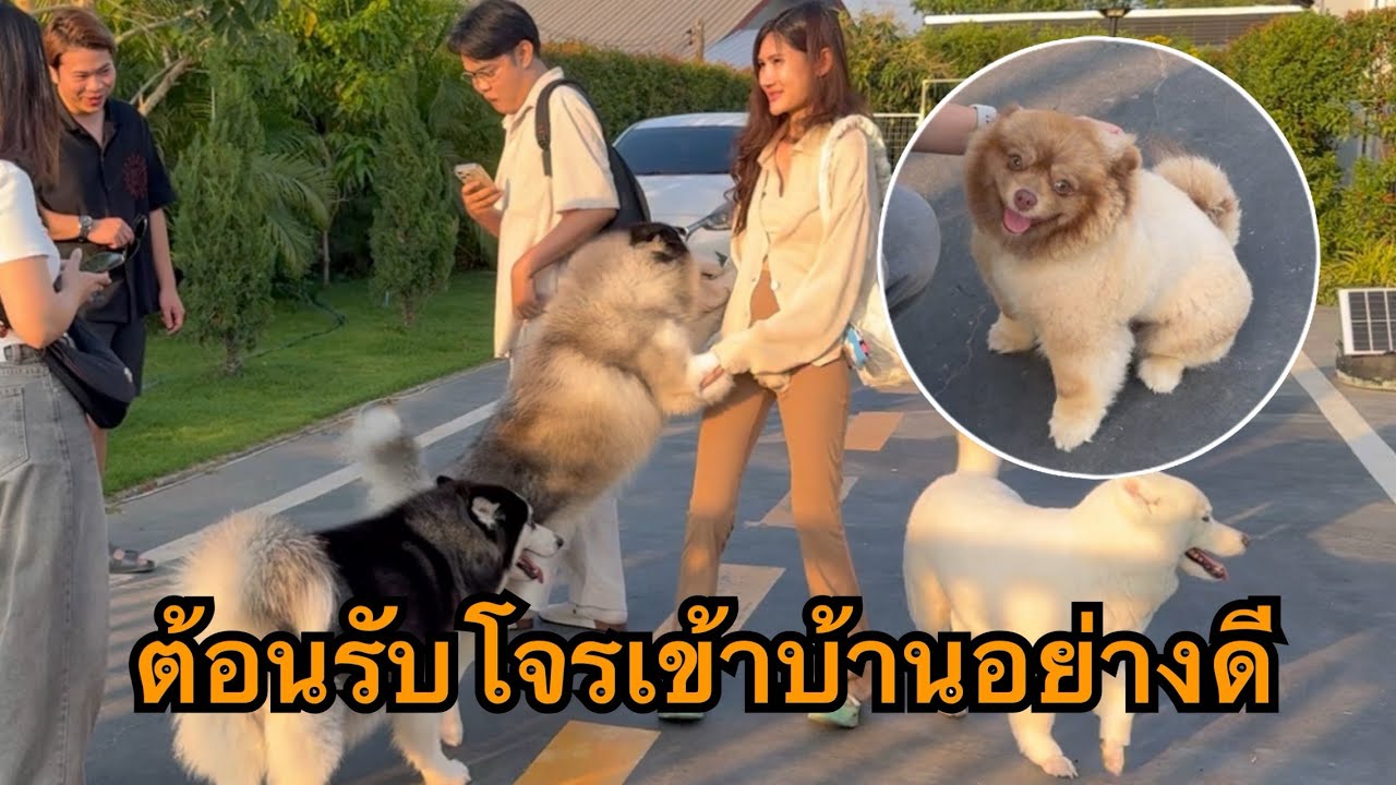 เป็นมิตรกับคนแปลกหน้าเกินไปไหม ถ้าเป็นโจรก็คงต้อนรับเป็นอย่างดี