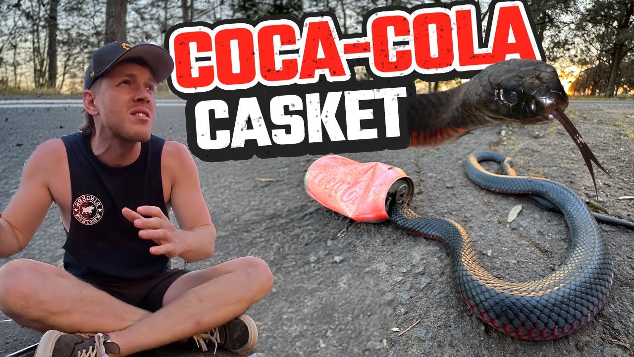 CAN THIS VENOMOUS SNAKE SURVIVE THE COKE CAN TRAP? | RED-BELLIED BLACK SNAKE