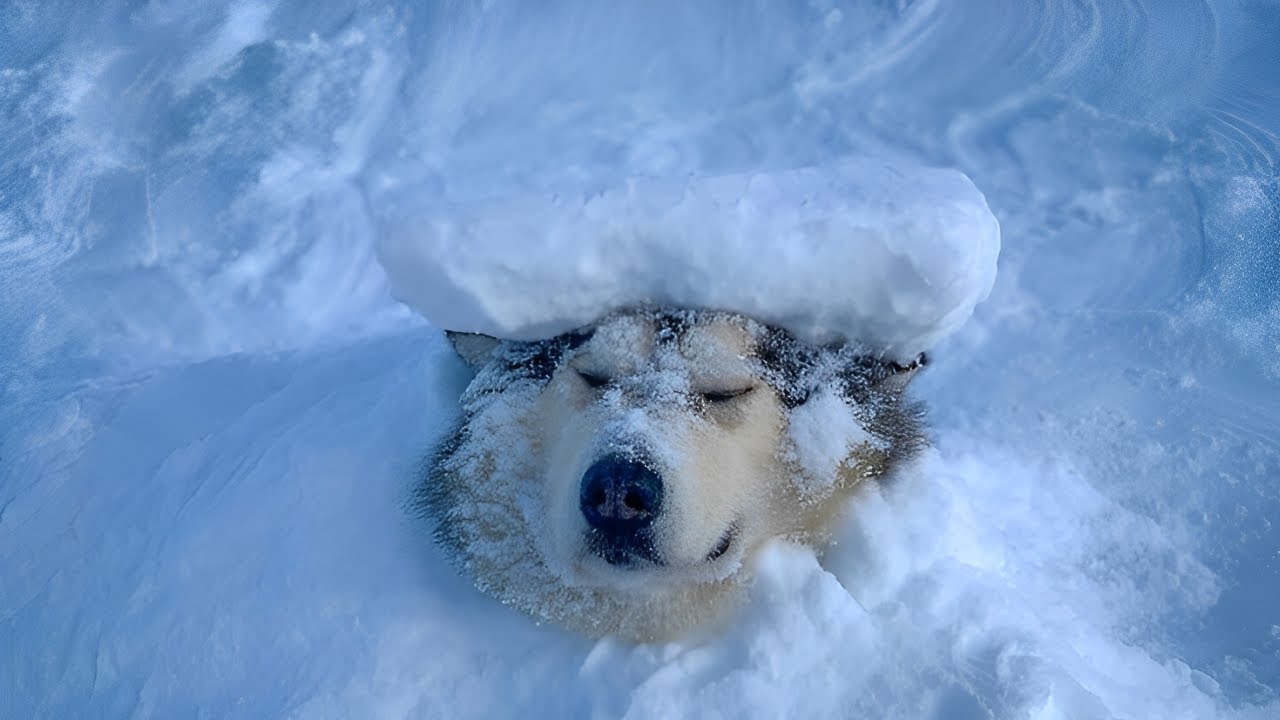 A rescued husky from a crowded kennel enjoys being buried in snow.