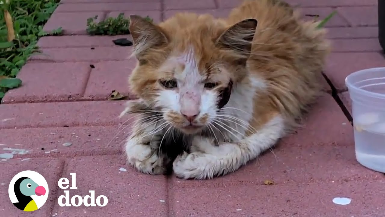 Gato hambriento aparece en el patio trasero de un chico pidiendo ayuda | El Dodo