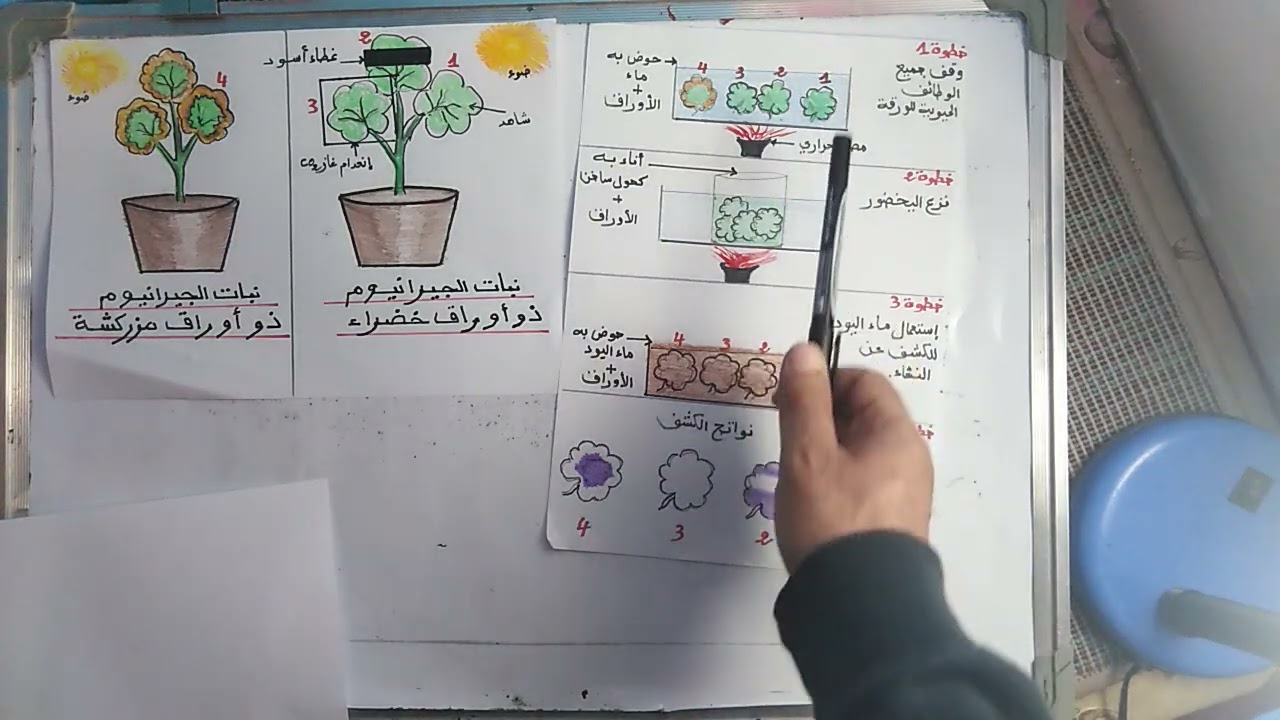 التركيب الضوئي - 1 متوسط