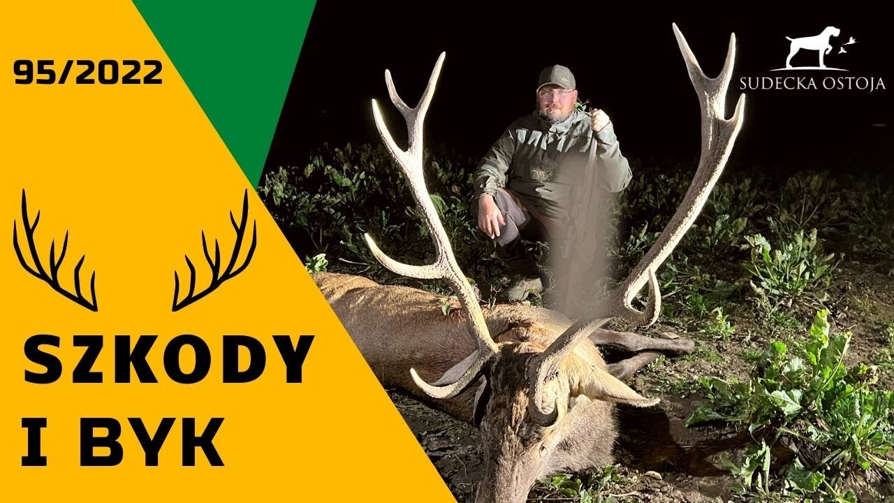 SUDECKA OSTOJA 95/2022 Szkody i Byk - Deer Hunting