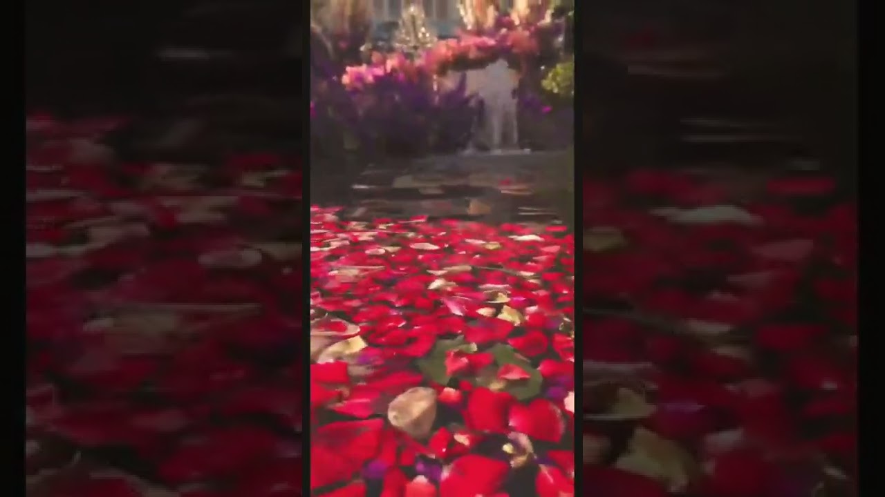 🌹 #roses #rosepetals #nature #ambient #relax #auszeit
