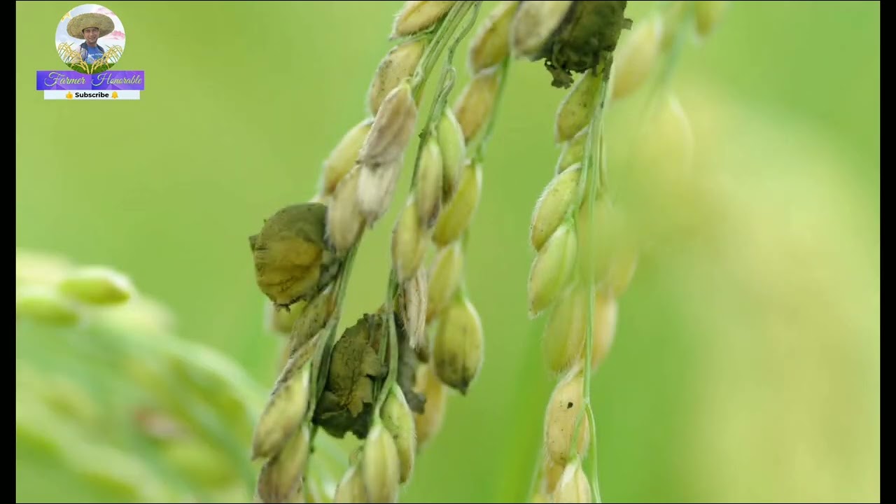 False Smut of rice | fungus