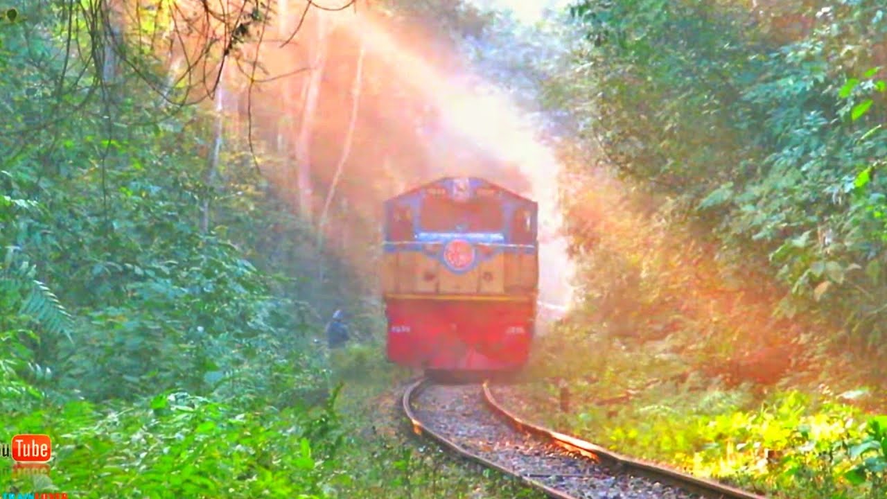 Paharika Express In a deep Forest || Lawachara Rain Forest || Bangladesh Railway