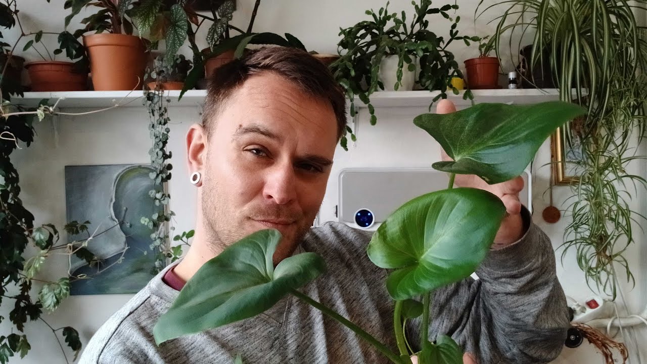 Honzík Lací - Jak pěstovat kaly