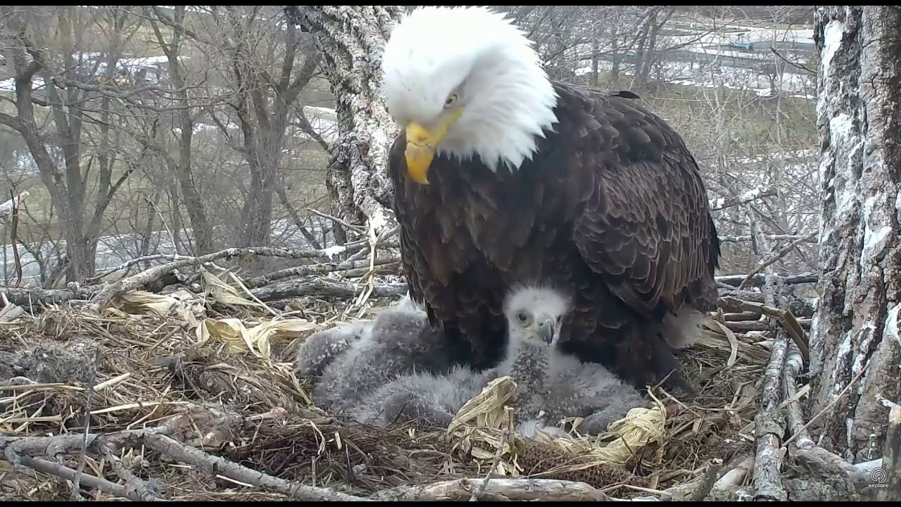 Going It Alone 😪 - Decorah, Iowa eagles nest - April 21, 2018