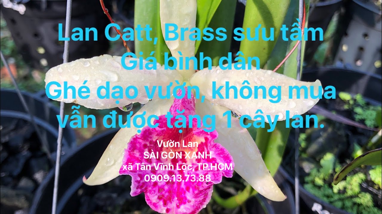 🇻🇳 Clip số 28: 13/02/2026 -Cattleya, Brassavola sưu tầm -Giá rẻ -Ghé dạo vườn, không mua vẫn có quà