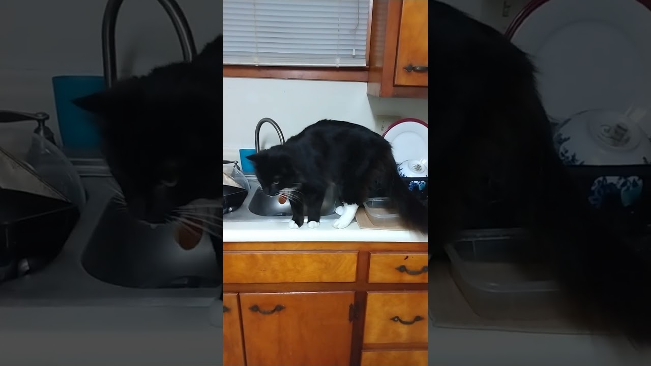 cabinet cat &lrm;@edewcateHindi&nbsp; (2)