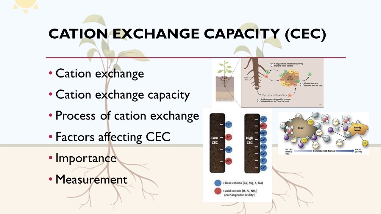Cation exchange capacity | CEC | cation exchange process | Urdu/ hindi |A-Z concepts guide