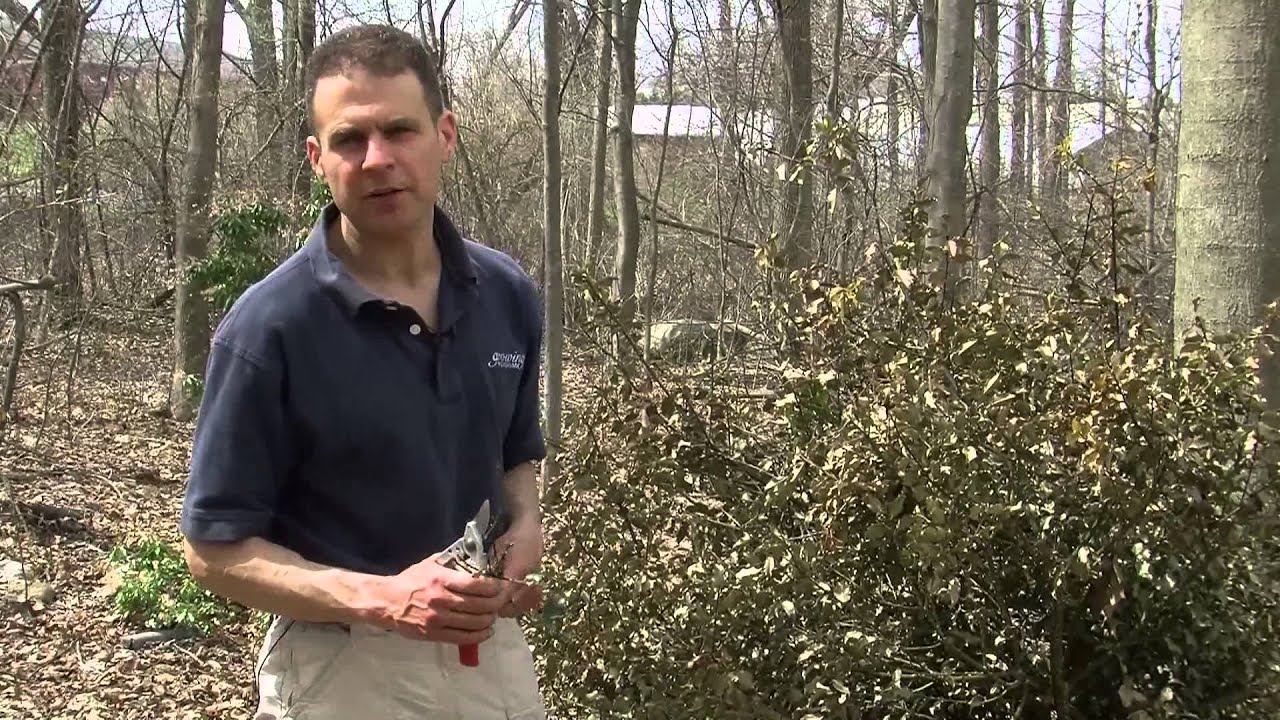 How to identify and manage winter burn on plants