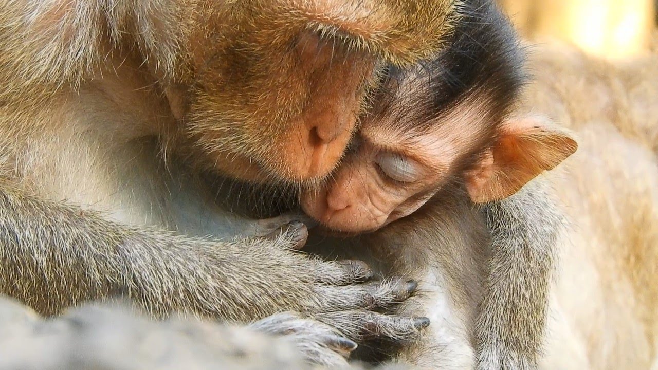 Good Grooming Baby Anya And Well Look After By Mom Monkey April