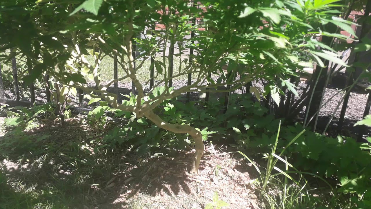 Hydroponic to Soil, White Rhino Stress Test Cannabis.