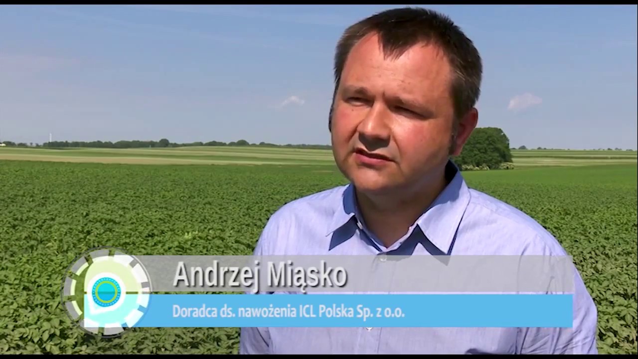 Účinek hnojiva Agroleaf Power při pěstování brambor