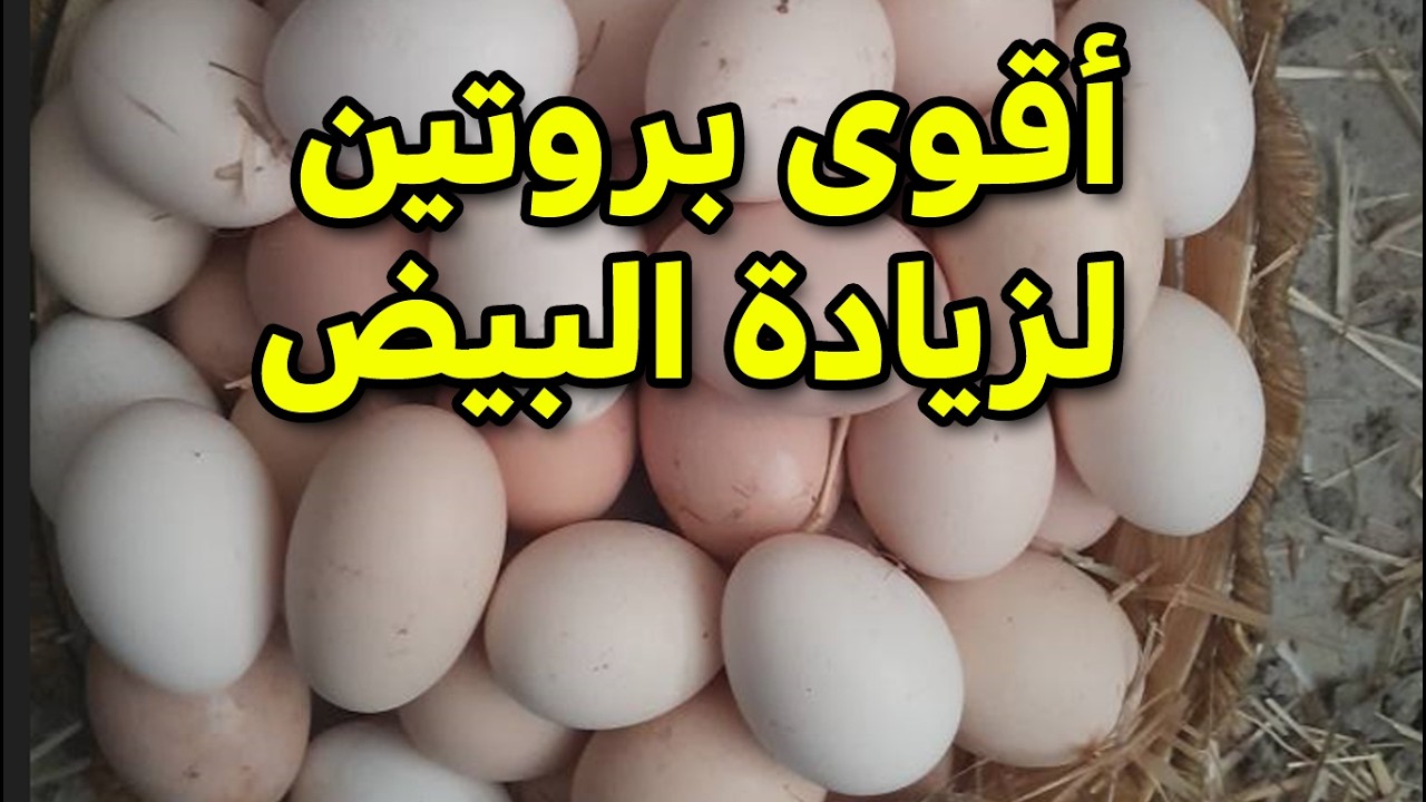 بروتين ببلاش لزيادة البيض عند الدجاج بنرميه واحنا مش عارفين قيمته من البروتين اللي يحتاجه الدجاج