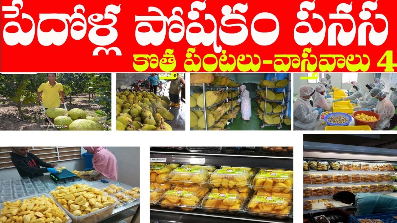 Jack Fruit every farmer must cultivate fruit| 97403 66368| పనసతో పోషక విలువలు