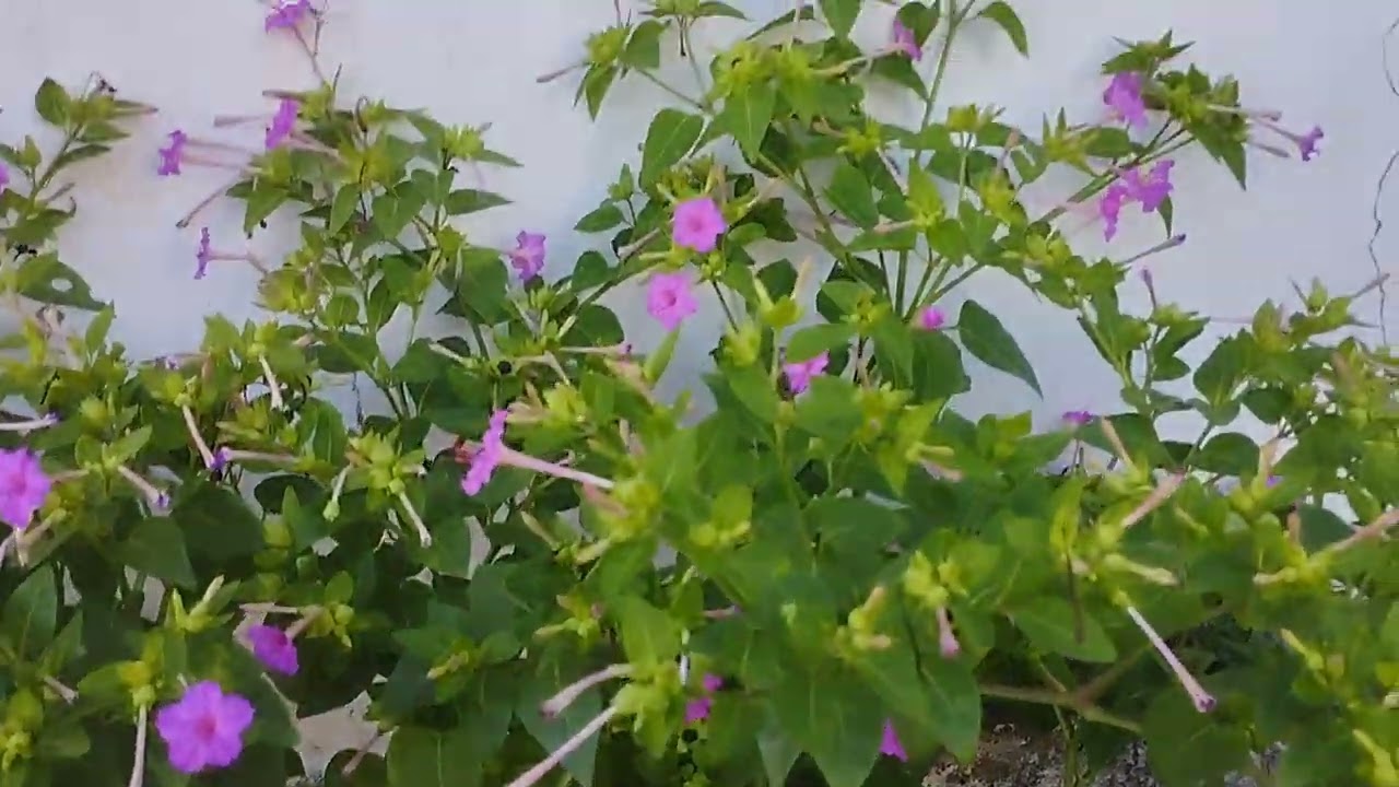 Atualizando as plantas do canteiro de sol e replantei algumas plantas 🌿😍