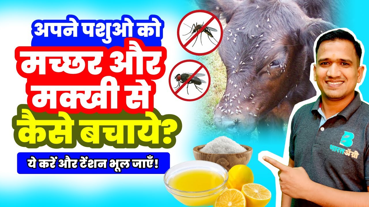 अपने पशुओं को मच्छर और मक्खी से बचाने का घरेलू उपाय | मच्छर मक्खी भगाने का आसान तरीका | पशु पालन