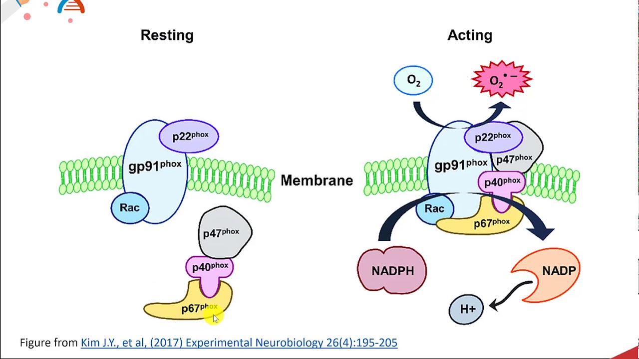 Reactive Oxygen Species