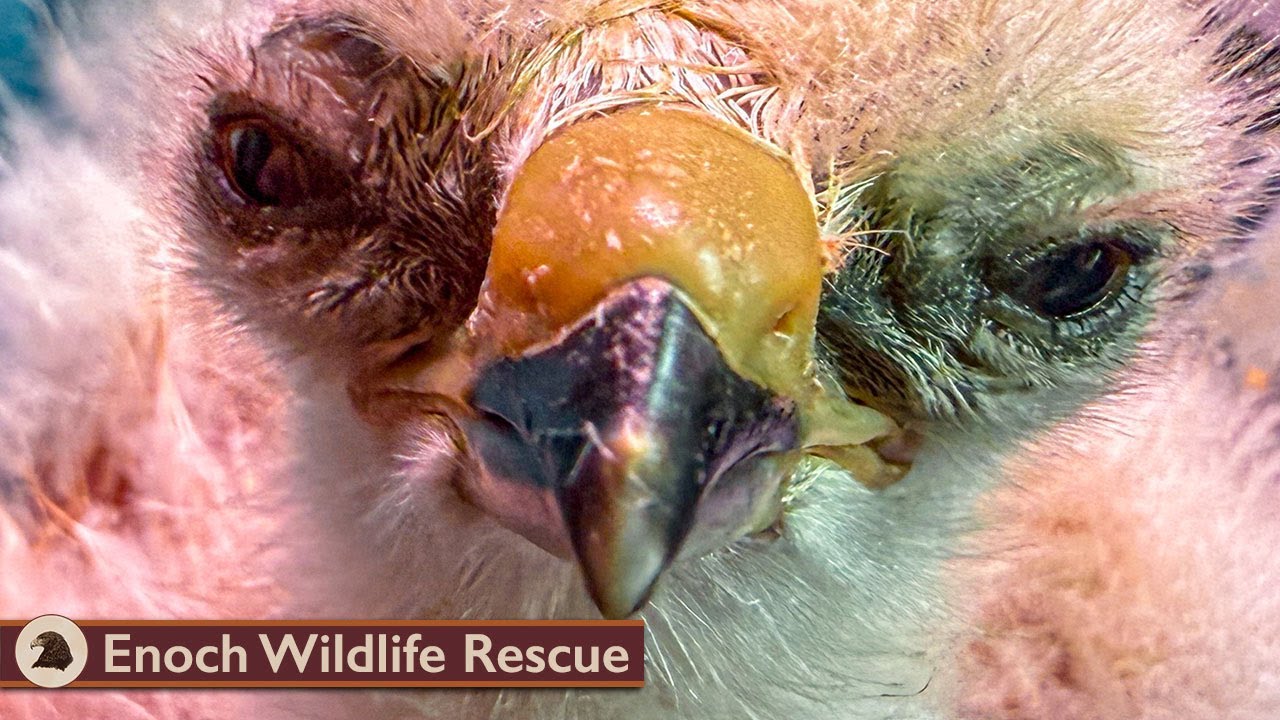 Eggs to Release | Swainson's Hawks
