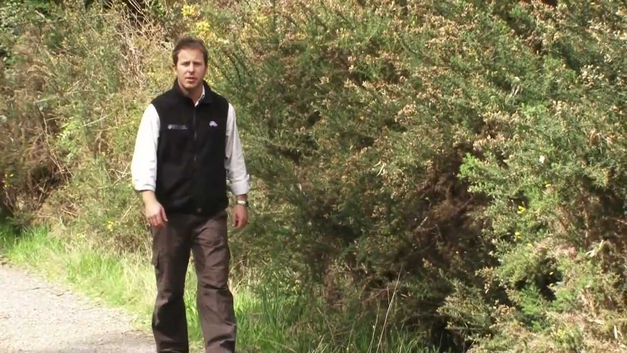 Weed Info: How to Control Gorse