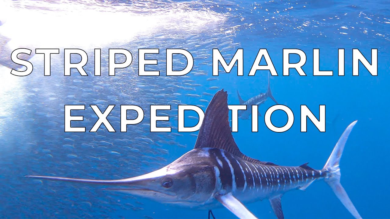 Fast Striped Marlin hunting Bait Balls | Magdalena Bay Expedition Highlights